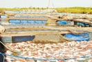 Giải quyết tình trạng nuôi thủy sản tự phát gây ô nhiễm trên sông Chà Và
