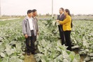 Hỗ trợ, dạy nghề tốt để nông dân tăng thu nhập