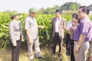 Vay vốn hỗ trợ “khủng”, người trồng nghệ Chí Tân nhanh giàu