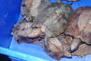 Rùa đầu to được “phù phép” có nguồn gốc hợp pháp từ trang trại