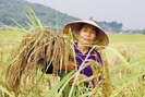 Nếp hạt cau - loại lúa đặc sản có giá bán cao gấp 3 lần nếp thường
