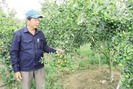 Lão nông "U60" xứ Quảng biến đất cằn thành trang trại