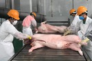 Trung Quốc cần nhập khẩu lợn hơi, tham tán thương mại bày "kế"