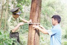 Hạt Kiểm lâm Yên Thế: Điểm sáng bảo vệ, phát triển rừng