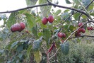 Ngậm “trái đắng” vì cà chua thân gỗ MagicS, lỗi tại ai?