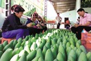 Nông sản Sơn La đã có mặt trên thị trường quốc tế