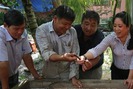 Nuôi lươn sinh sản hiệu quả trên vùng ngập lũ ở Tiền Giang