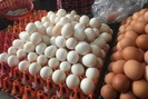 Giá trứng gia cầm tăng, người chăn nuôi phấn khởi