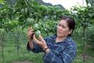 Thuận Châu trồng mới 1.155 ha cây ăn quả trên đất dốc