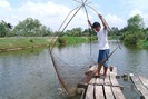 Nuôi cá bằng bánh bao, ông Tư lãi tiền tỉ