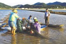 Đánh thức tiềm năng mô hình cá - lúa ở xứ Thanh