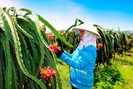 Lo Trung Quốc không "ăn" hàng, nông dân làm thanh long VietGAP