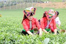 Thuận Châu (Sơn La): Giá trị xuất khẩu nông sản năm 2018 đạt 170 tỷ đồng