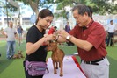 Bỏ tiền triệu học cách dắt chó đi thi ở Sài Gòn