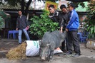 Săn lợn rừng “khủng” dịp cuối năm