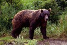 Bị gấu rừng tấn công, người đàn ông ở Nghệ An sống sót nhờ giả chết