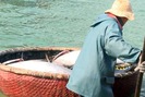 Đầu năm Mậu Tuất vươn khơi, ngư dân Phú Yên trúng đậm cá ngừ đại dương