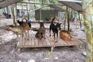 Giải cứu chó quý từ quán “cầy tơ”