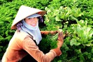 Những nông dân du học Nhật trở về hành nghề trồng rau sạch