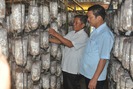 Kỹ thuật làm trại trồng nấm sò bán Tết cho hiệu quả cao