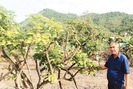 Nông dân mách nước cách phục hồi vườn cây ăn quả sau bão