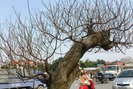 Choáng ngợp với những cây đào khủng giá trên 100 triệu ở Thanh Hóa