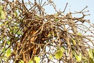 Cảnh báo thu mua rễ cây hồ tiêu khô không rõ mục đích