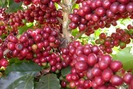 Cà phê tăng mức cao nhất tháng 2, hồ tiêu sụt giảm