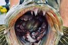 Câu được cá "khổng lồ", hãi hùng phát hiện thấy sinh vật kinh dị