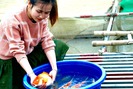 Trang trại nuôi cá Koi "khủng" trên sông Hồng sản xuất 10 tấn/năm