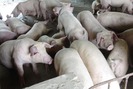 Người chăn nuôi e ngại tái đàn dù cận tết giá lợn tăng nhẹ