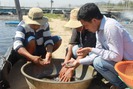 Truyền tai bí quyết tôm sạch bệnh ở “thủ phủ” nuôi tôm