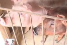 Lạ kỳ chuyện chăn nuôi lợn đông đàn, thơm thịt chỉ từ thức ăn bỏng ngô
