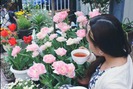 Nàng dâu Việt "bật mí" cách trồng hoa tulip để hoa nở rực rỡ đón Tết