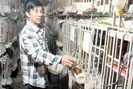 Bí quyết nuôi bồ câu Pháp lai lãi lớn của lão nông Đà Nẵng