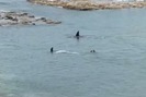 Clip cậu bé đang bơi thoát hiểm khi bị sát thủ cá voi nặng 6 tấn lao đến tấn công 