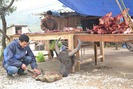 Rét buốt quật ngã hàng trăm con trâu ở Lào Cai, thiệt hại tiền tỉ