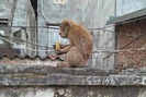 Vẫn bối rối tìm cách bắt khỉ sống hoang trên phố trung tâm ở Thủ đô