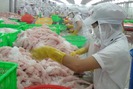 Đại gia thủy sản lớn nhất thế giới mua cá tra Việt Nam