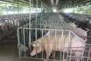 Chăn nuôi lợn và gia cầm vẫn khó tứ bề