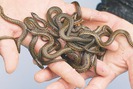 Cận cảnh: Tỷ phú 33 tuổi làm xiếc với đàn rắn mòng 2.700 con