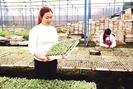 Cô gái miền Tây "bén duyên" với nghề làm nông, lên Đà Lạt lập trang trại tiền tỉ