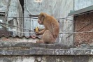 Cả phố truy bắt con khỉ hoang lẻn vào nhà dân "quậy phá" ở Hà Nội