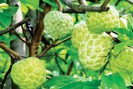 Kỹ thuật trồng và chăm sóc cây Na Thái cho trái ngọt, năng suất cao