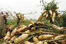 Hà Nội: Xót xa hàng tấn củ cải nông dân vứt bỏ trắng đồng