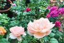 Trồng 100 loại hoa hồng trên sân thượng, mẹ Hải Phòng có vườn hoa đẹp như công viên