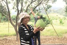 Giống bưởi da xanh - cây thoát nghèo của người dân vùng núi Ninh Thuận