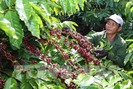 Tây Nguyên đưa giống cà phê mới để trồng tái canh