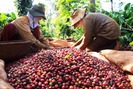 Giá cà phê hôm nay bật tăng về 37.000 đồng, giá hồ tiêu tăng nhẹ