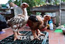 Thụ tinh nhân tạo cho gà Đông Tảo để bảo tồn giống quý